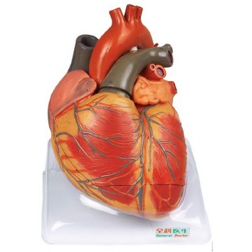 ADVANCED ANATOMICAL MODEL OF HUMAN HEART (SOFT)